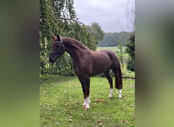 Westphalian, Gelding, 5 years, 16,2 hh, Chestnut-Red