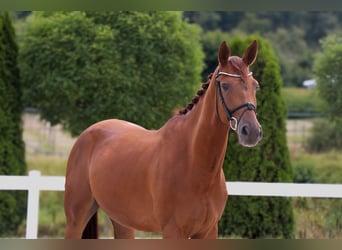 Westphalian, Gelding, 5 years, 16,2 hh, Chestnut-Red