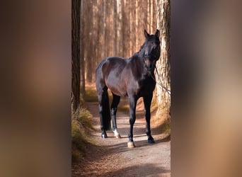 Westphalian, Gelding, 5 years, 16,2 hh