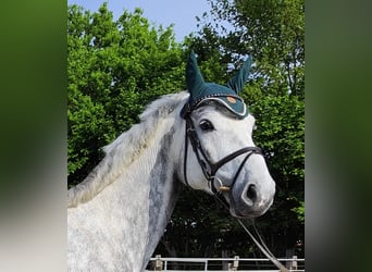 Westphalian, Gelding, 5 years, 16,2 hh, Gray-Dapple