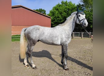 Westphalian, Gelding, 5 years, 16,2 hh, Gray-Dapple