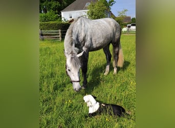 Westphalian, Gelding, 5 years, 16,2 hh, Gray-Dapple