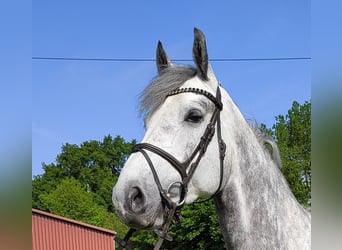 Westphalian, Gelding, 5 years, 16,2 hh, Gray-Dapple