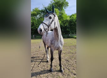 Westphalian, Gelding, 5 years, 16,2 hh, Gray-Dapple