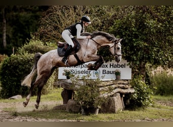 Westphalian, Gelding, 5 years, 16,2 hh, Grey-Fleabitten