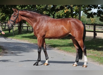 Westphalian, Gelding, 5 years, 16,3 hh, Brown