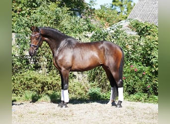 Westphalian, Gelding, 5 years, 16,3 hh, Smoky-Black