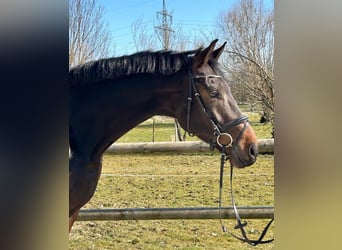 Westphalian, Gelding, 5 years, 17.1 hh, Brown