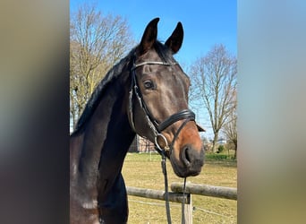 Westphalian, Gelding, 5 years, 17.1 hh, Brown