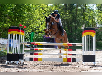 Westphalian, Gelding, 5 years, 17.1 hh, Chestnut-Red