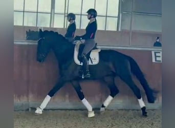 Westphalian, Gelding, 5 years, 17.1 hh, Smoky-Black