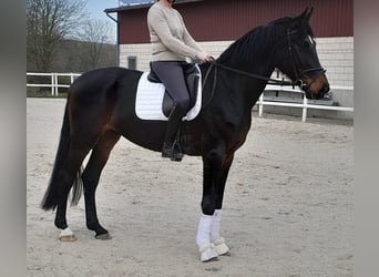 Westphalian, Gelding, 5 years, 17.1 hh, Smoky-Black