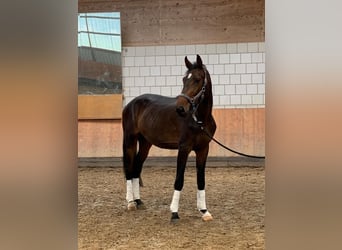 Westphalian, Gelding, 5 years, 17.1 hh, Smoky-Black
