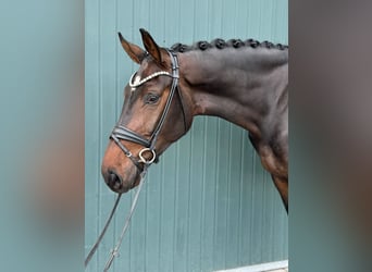 Westphalian, Gelding, 5 years, 17.1 hh, Smoky-Black