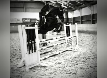 Westphalian, Gelding, 5 years, 17,1 hh, Smoky-Black