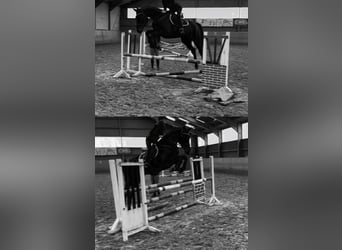 Westphalian, Gelding, 5 years, 17,1 hh, Smoky-Black