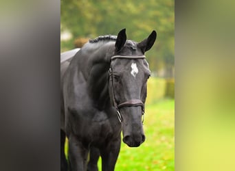 Westfale, Wallach, 5 Jahre, 17,2 hh, Rappe