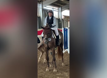 Westphalian, Gelding, 5 years, 17,2 hh, Chestnut