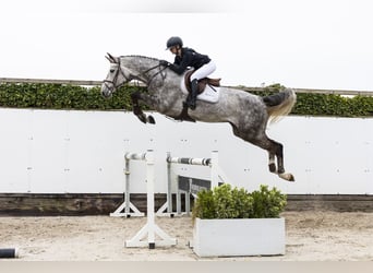 Westphalian, Gelding, 5 years, 17.2 hh