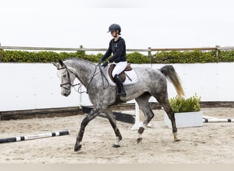 Westphalian, Gelding, 5 years, 17.2 hh