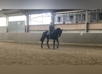 Westphalian, Gelding, 5 years, 17.3 hh, Smoky-Black