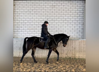 Westphalian, Gelding, 5 years, 17.3 hh, Smoky-Black