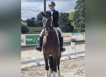 Westphalian, Gelding, 5 years, 17 hh, Bay-Dark