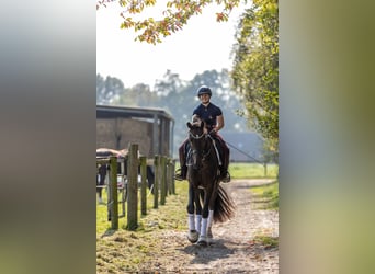 Westphalian, Gelding, 5 years, 17 hh, Bay-Dark