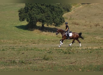 Westphalian, Gelding, 5 years, 17 hh, Brown