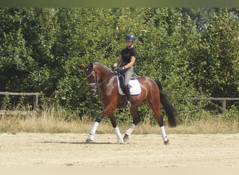 Westphalian, Gelding, 5 years, 17 hh, Brown