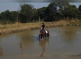 Westphalian, Gelding, 5 years, 17 hh, Brown
