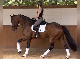 Westphalian, Gelding, 5 years, 17 hh, Brown-Light