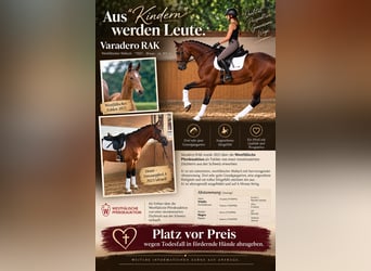 Westphalian, Gelding, 5 years, 17 hh, Brown-Light
