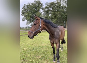 Westphalian, Gelding, 5 years, 17 hh, Brown