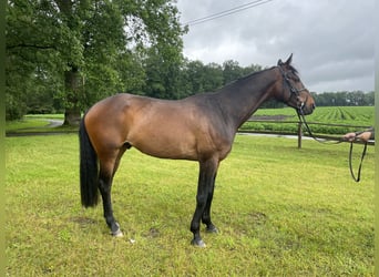 Westphalian, Gelding, 5 years, 17 hh, Brown