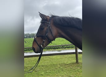 Westphalian, Gelding, 5 years, 17 hh, Brown