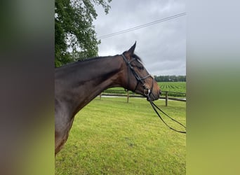 Westphalian, Gelding, 5 years, 17 hh, Brown