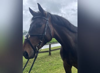 Westphalian, Gelding, 5 years, 17 hh, Brown