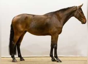 Westphalian, Gelding, 5 years, 17 hh, Brown