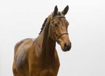 Westphalian, Gelding, 5 years, 17 hh, Brown