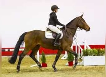 Westphalian, Gelding, 5 years, 17 hh, Brown