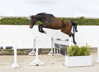 Westphalian, Gelding, 5 years, 17 hh, Brown