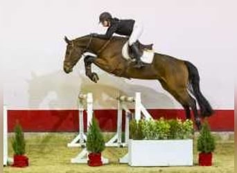 Westphalian, Gelding, 5 years, 17 hh, Brown