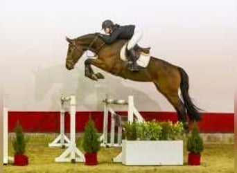 Westphalian, Gelding, 5 years, 17 hh, Brown