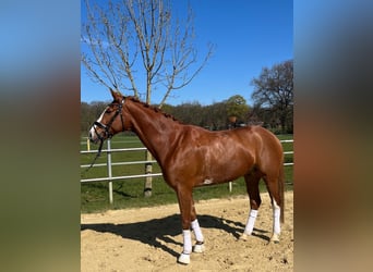 Westphalian, Gelding, 5 years, 17 hh, Chestnut-Red