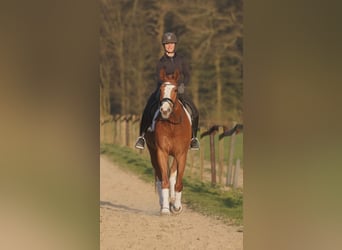 Westphalian, Gelding, 5 years, 17 hh, Chestnut-Red