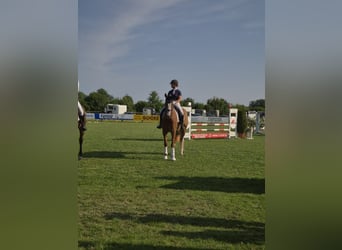 Westphalian, Gelding, 5 years, 17 hh, Chestnut-Red