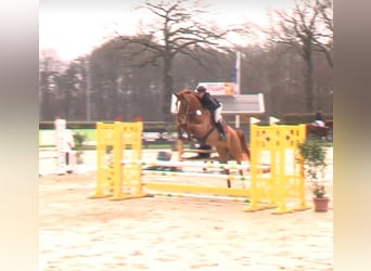 Westphalian, Gelding, 5 years, 17 hh, Chestnut-Red