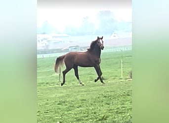 Westphalian, Gelding, 5 years, 17 hh, Chestnut-Red