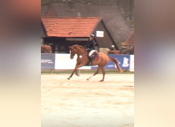 Westphalian, Gelding, 5 years, 17 hh, Chestnut-Red